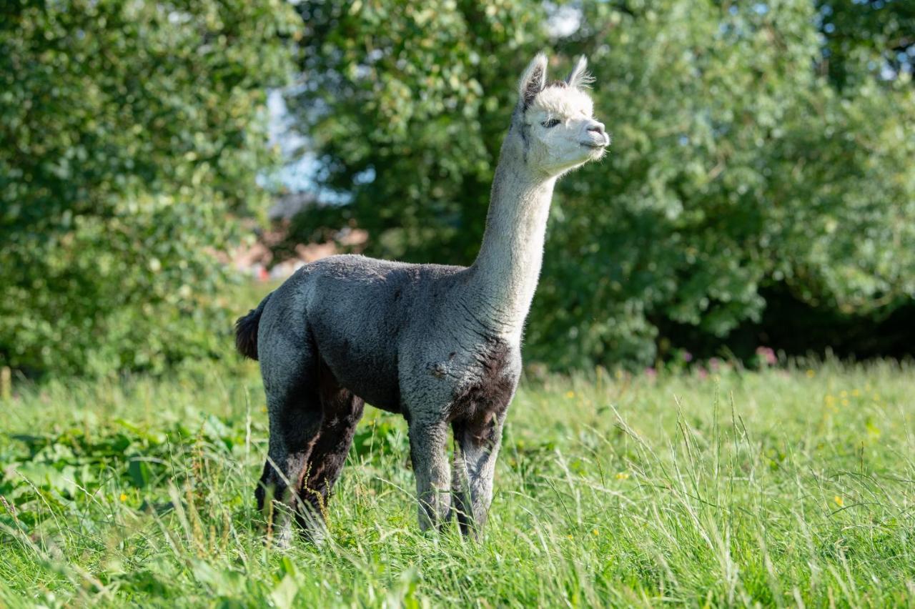 הוילה פרסטון Alpaca Fold מראה חיצוני תמונה