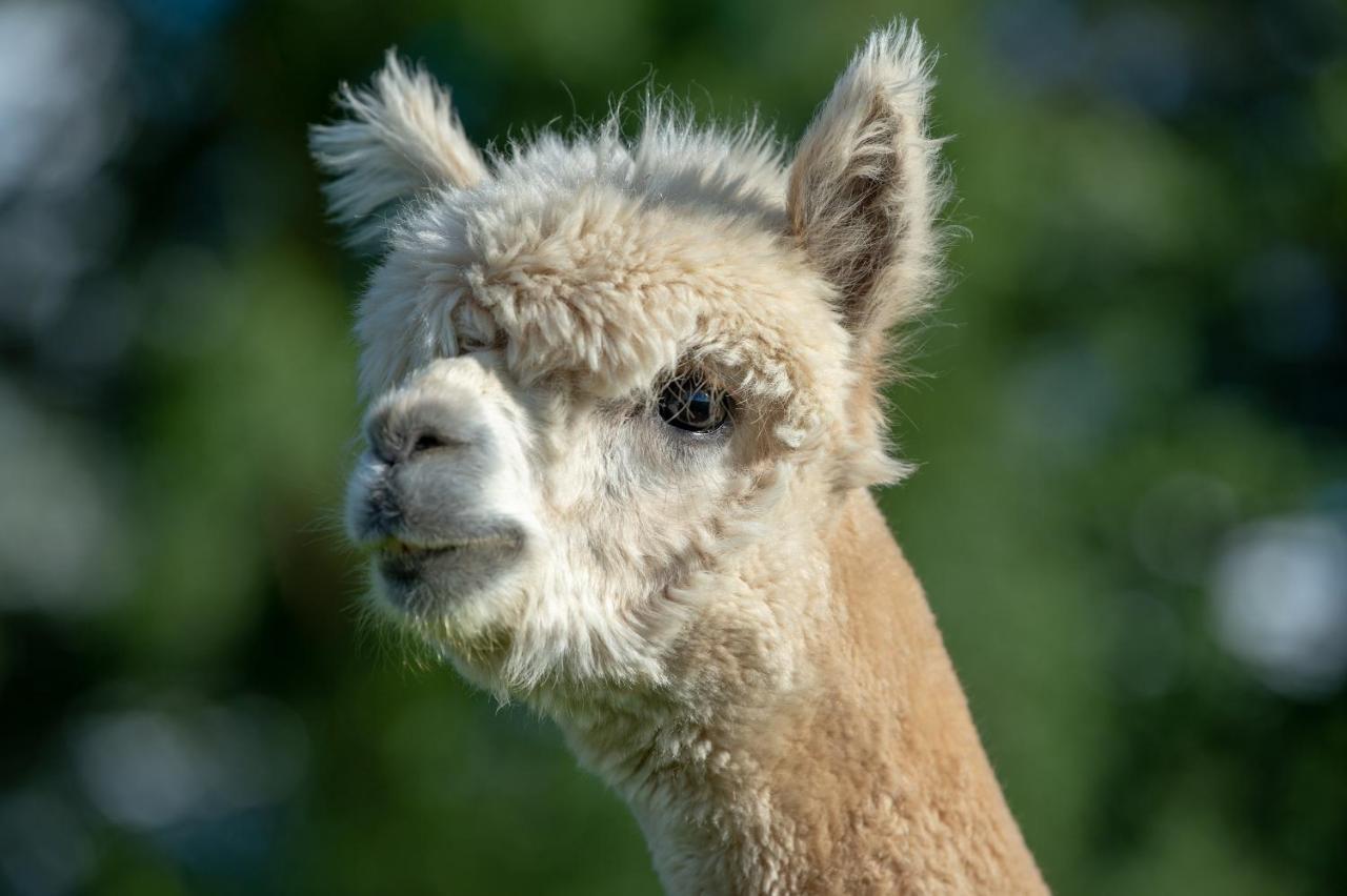 הוילה פרסטון Alpaca Fold מראה חיצוני תמונה